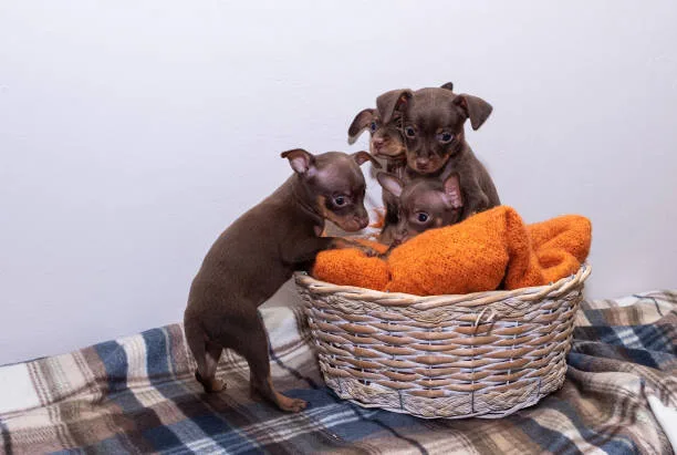 french bulldog chihuahua mix puppies Exercise Needs