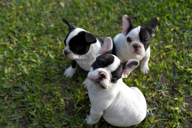 french bulldog chihuahua mix puppies Temperament and Personality