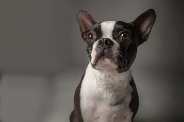 french bulldog chihuahua mix puppies Practical Considerations for Living with a French Bulldog Chihuahua Cross