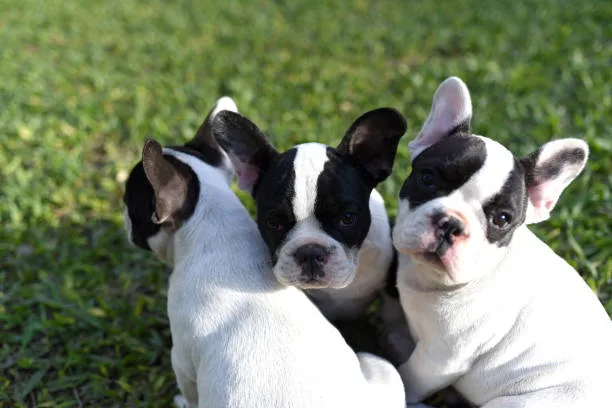 french bulldog chihuahua mix puppies Diet and Nutrition