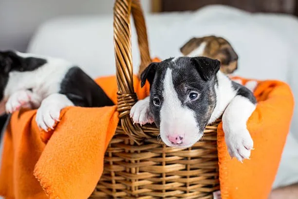 french bulldog chihuahua mix puppies Adoption and Finding the Right Puppy