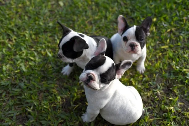 french bulldog chihuahua mix puppies Comparative Analysis of French Bulldog Chihuahua Mix with Other Breeds