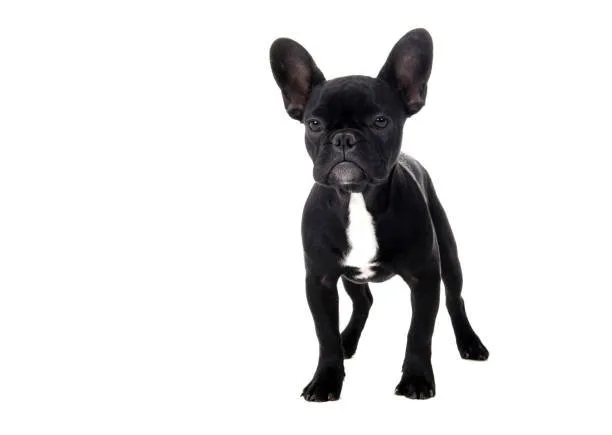 french bulldog chihuahua mix Navigating Health and Lifespan in Hybrid Breeds