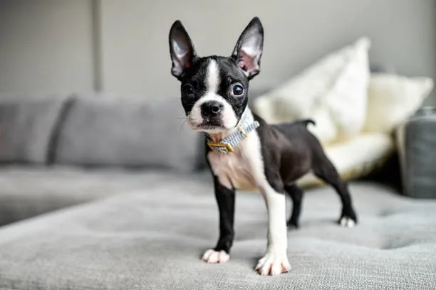  french bulldog chihuahua mix Care and Maintenance