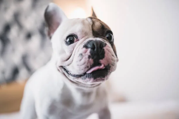  french bulldog chihuahua mix Understanding Designer Dog Trends