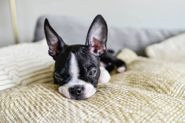 french bulldog mix with chihuahua Temperament and Personality