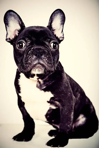 french bulldog mix with chihuahua Suitability as a Family Pet