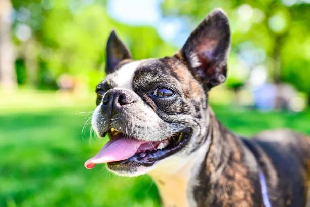 french bulldog mix with chihuahua Social and Behavioral Aspects of the Bullhuahua