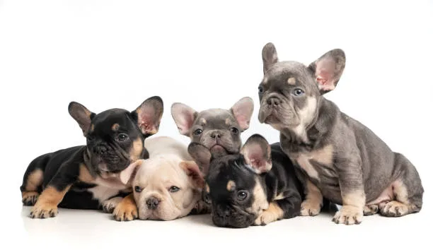 french bulldog mix with chihuahua Training and Socialization
