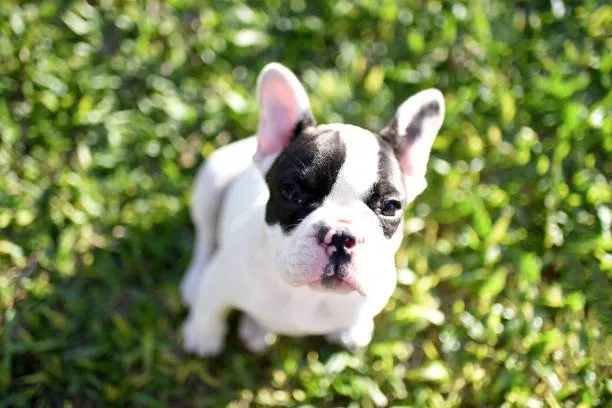 french bulldog mix with chihuahua Understanding the French Bulldog Chihuahua Mix