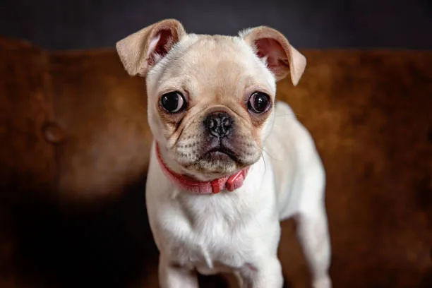 french bulldog mix with chihuahua Grooming and Care