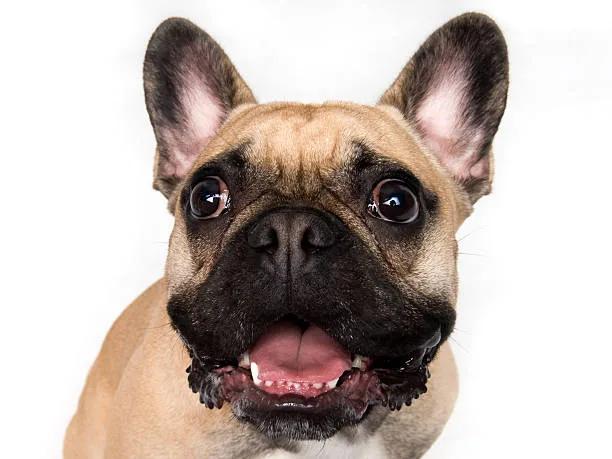 french bulldog mix with chihuahua Common Myths and Misconceptions