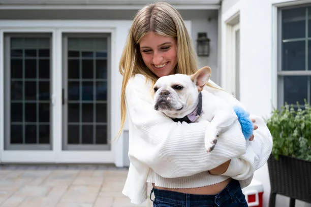  french bulldog mixed chihuahua Exercise and Activity Needs