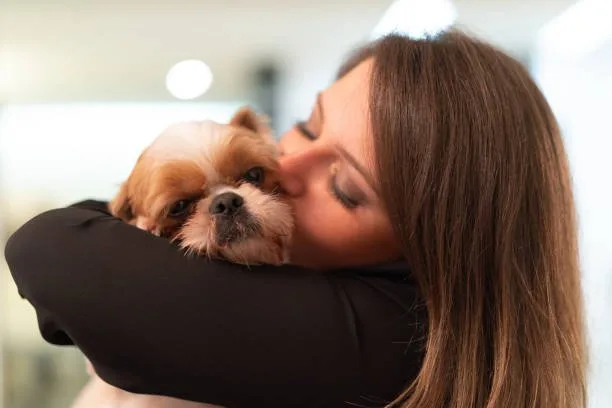  french bulldog mixed chihuahua Conclusion: Is the French Bulldog Chihuahua Mix Right for You?