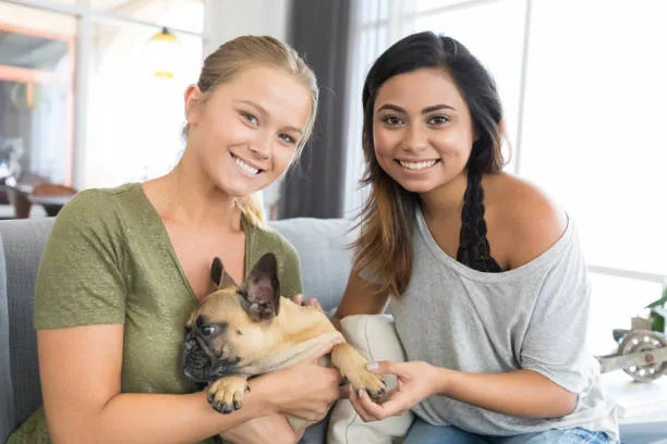  french bulldog mixed chihuahua Hybrid Vigor and Health Considerations