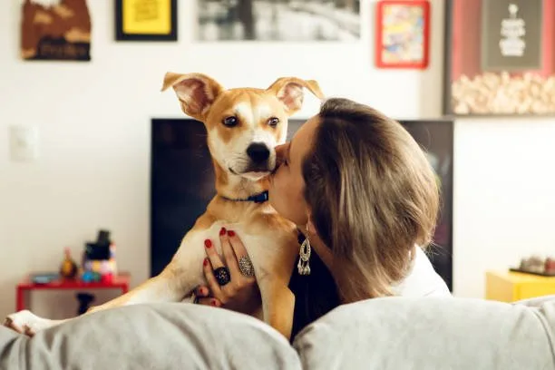 french bulldog mixed with chihuahua Is a French Bulldog Chihuahua Mix Right for You?