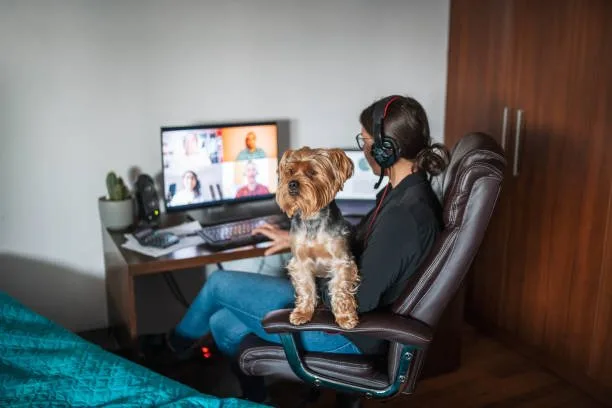 french bulldog mixed with chihuahua Navigating Health and Wellness in Hybrid Breeds