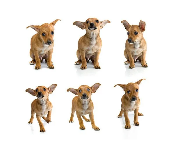 Full grown chihuahua dachshund mix Rescue and Adoption Resources