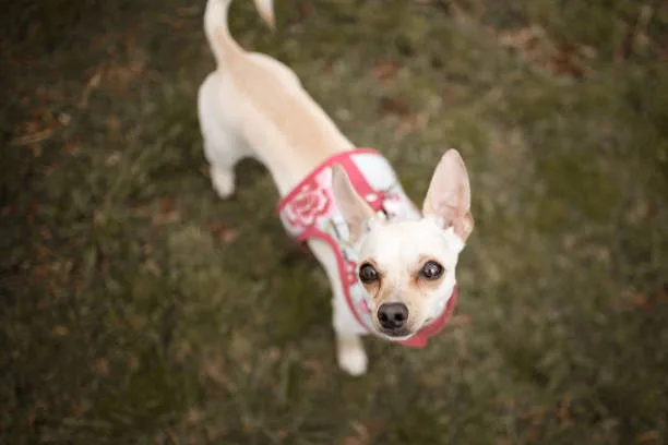  full grown chihuahua husky mix Adopting a Chihuahua Husky Mix: Steps to Responsible Pet Ownership