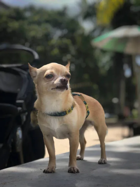  full grown chihuahua lab mix Training and Living with a Lab Mixed Breed