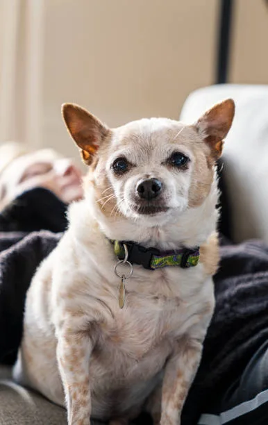 full grown chihuahua pit mix Diet and Nutrition