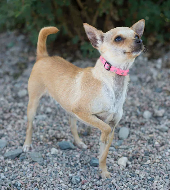 full grown chihuahua pit mix Common Misconceptions
