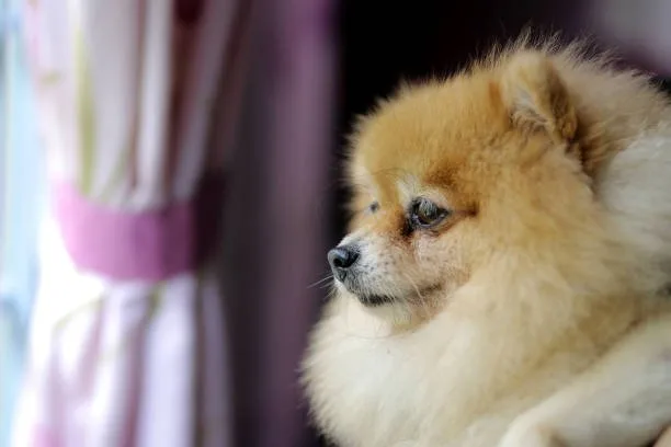 full grown chihuahua pomeranian mix Enjoy Flavorful