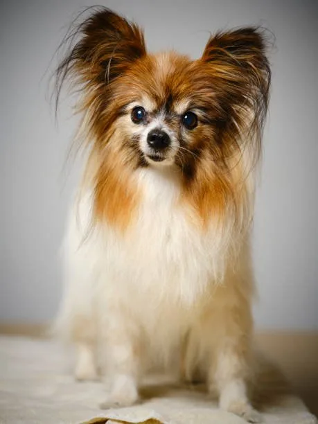 full grown chihuahua pomeranian mix Quench Unique