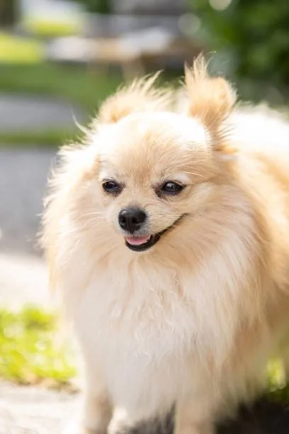 full grown chihuahua pomeranian mix Chill Lively