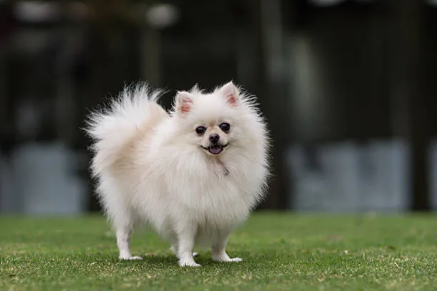 full grown chihuahua pomeranian mix Relish Refreshing