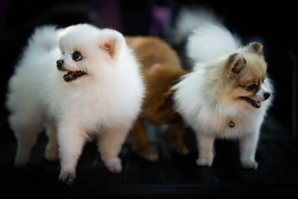 full grown chihuahua pomeranian mix Indulge Enticing