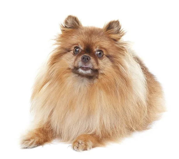 full grown chihuahua pomeranian mix Satisfy Exquisite