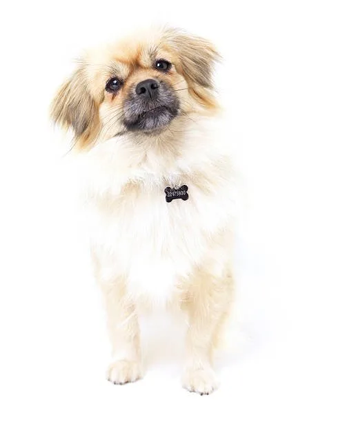  full grown chihuahua poodle mix Savor Colorful