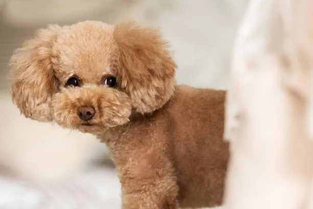  full grown chihuahua poodle mix Common Questions About Chipoos