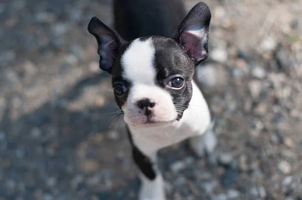  full grown french bulldog chihuahua mix Health Considerations for French Bulldog Chihuahua Mixes