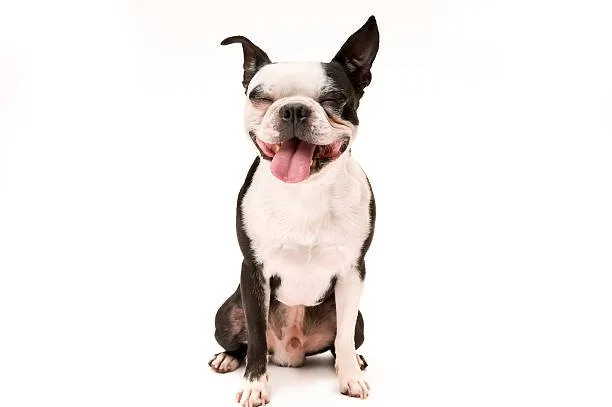  full grown french bulldog chihuahua mix Training and Socialization Essentials