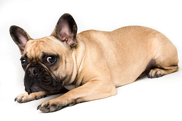  full grown french bulldog chihuahua mix Managing Health in Chihuahua Mixed Breeds