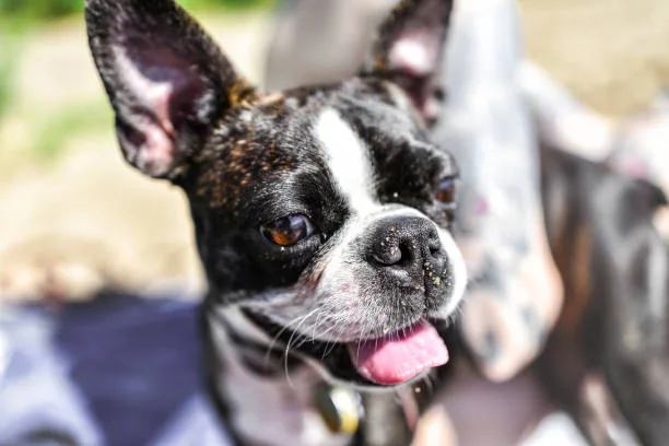  full grown french bulldog chihuahua mix Exercise and Activity Needs