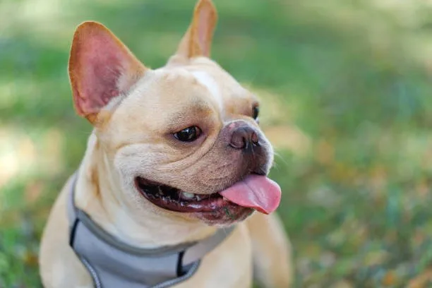  full grown french bulldog chihuahua mix Grooming and Maintenance