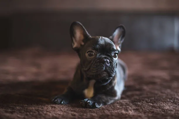 full grown french bulldog chihuahua mix Conclusion: Is the French Bulldog Chihuahua Mix Right for You?