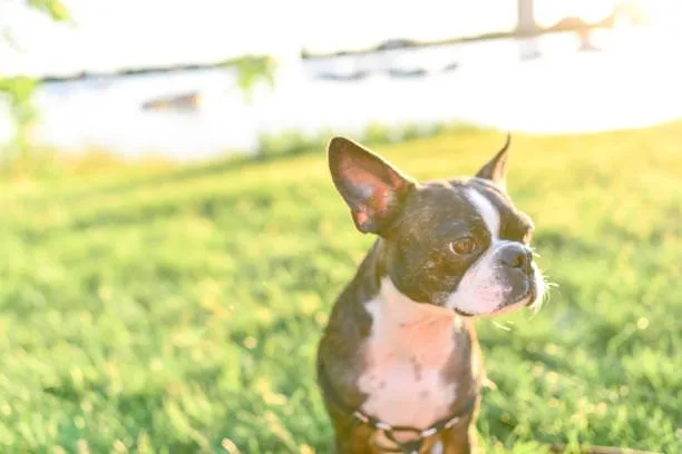  full grown french bulldog chihuahua mix Why They Make Great Pets