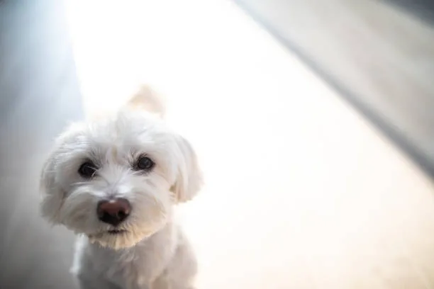 full grown maltese chihuahua mix Grooming and Maintenance