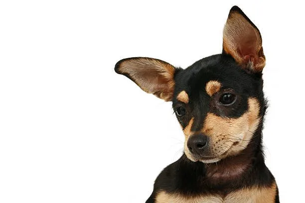 full grown min pin chihuahua mix Adoption and Responsible Ownership of Min Pin Chihuahua Mixes