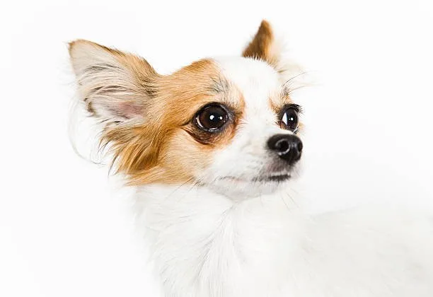 full grown min pin chihuahua mix Living Accommodations