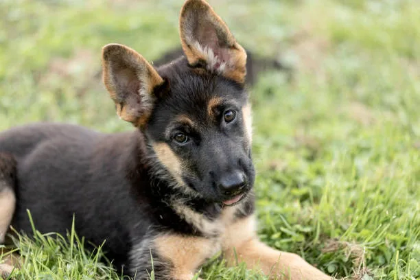  german shepherd chihuahua mix puppy Conclusion: Is the German Shepherd Chihuahua Mix Right for You?