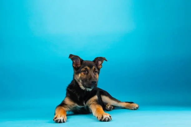  german shepherd chihuahua mix puppy Adoption and Care Guide for German Shepherd Chihuahua Mix