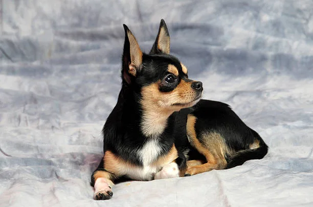  german shepherd mix with chihuahua Adoption and Finding a Breeder