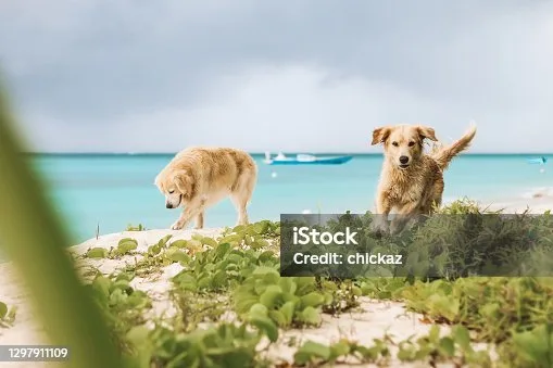 golden retriever and chihuahua mix Understanding the Chi-Retriever: A Hybrid Dog's Profile