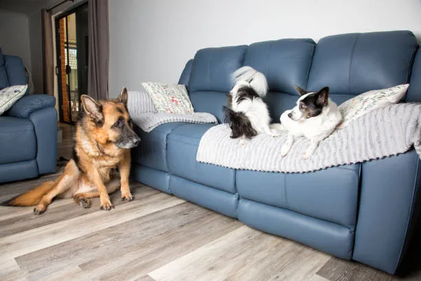 golden retriever and chihuahua mix Navigating the Adoption and Breeding Landscape for Chi-Retriever Mixes