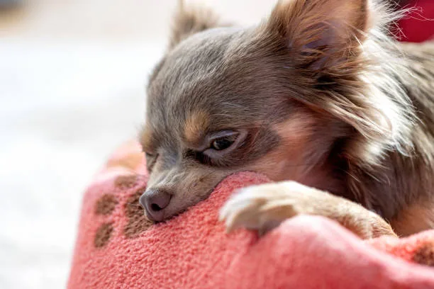 golden retriever and chihuahua mix Exercise and Activity Needs